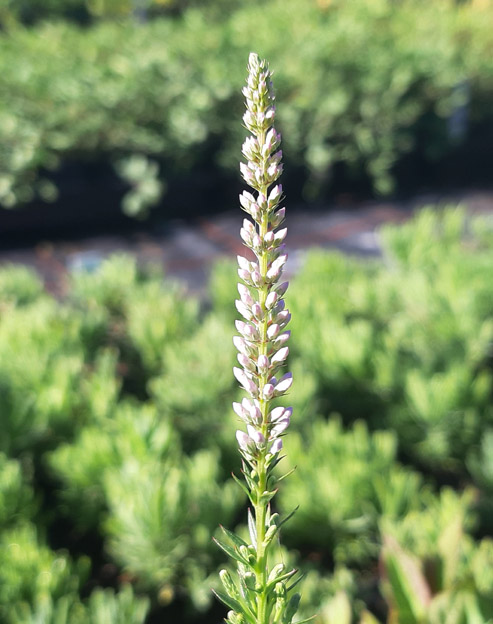 Veronicastrum virginicum `Pink Glow`